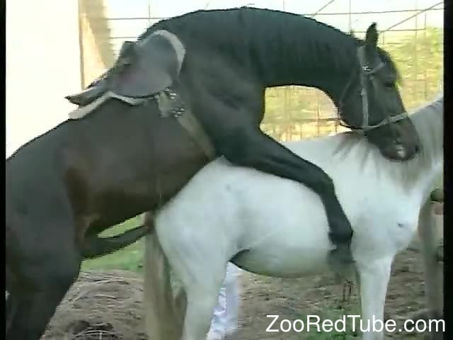 Black Stallion Horse Porn - Black stallion with huge dick gets sucked by two females