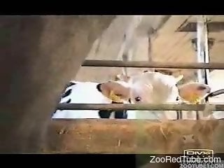 Man and cow porn
