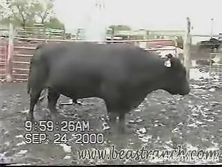 Big black bull with huge loaded dick looks amazingly sexy