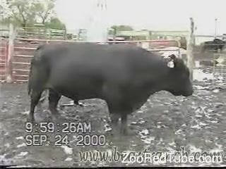 320px x 240px - Big black bull with huge loaded dick looks amazingly sexy