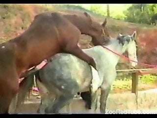 Group Porn with Horse