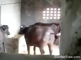 Farmer drills a huge bull in the doggy style pose