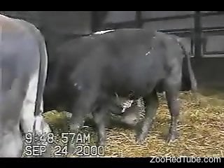 Nice-looking black bull got a very good and hard boner