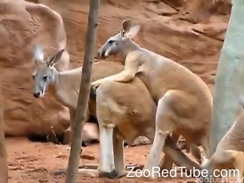 Kangaroo Porn