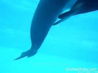 Nice to see how two big dolphins have awesome sex in the ocean