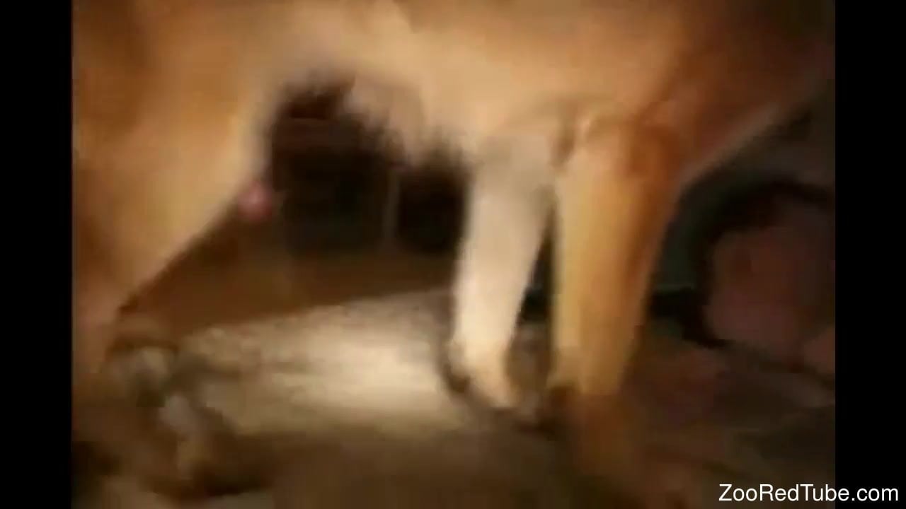 Dog Fuck Amateur Video