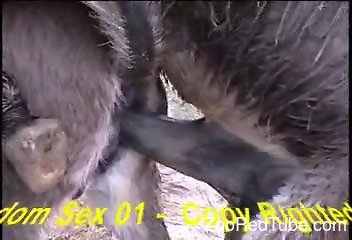 Mini Mare Pussy - mare cum - Guy have zoo sex with his mare!