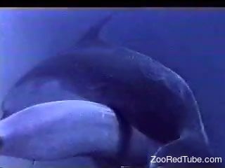 Sensual dolphins have awesome sex in the beautiful blue ocean