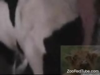 Dog and human have amazing animality sex shot in close-up angle