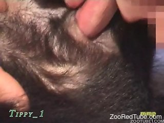 Sexy black doggy and amateur zoo lover have nice bestial sex