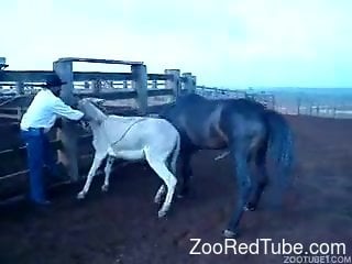 Awesome muscled stallion hardly fucks a small white pony