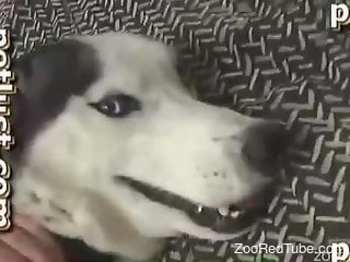 Trained Husky gets a good blowjob by completely perverted owner