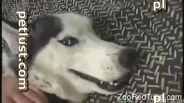 Trained Husky gets a good blowjob by completely perverted owner