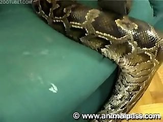 Big-boobed chick is sucking a juicy dick and fucking with a python