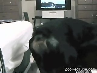 Perfect black retriever hardly fucks a tight pussy of a hot owner