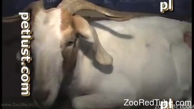 Xxx Goat And Girl - White goat gets hardly fucked and covered with semen in the bed