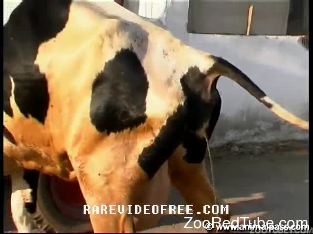 Animals And Man Cow Xxx - Naked brunette stimulates tight anal hole of a sexy cow
