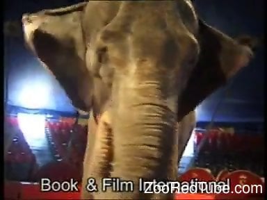 Blond-haired circus beauty seducing a sexy elephant