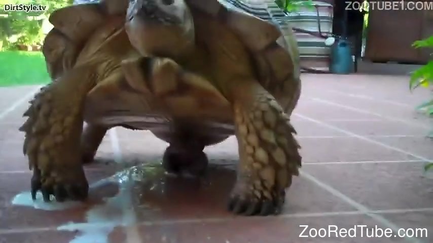 Xxx Sex Video Animal Touch Hot - Sexy turtle cums after getting its dick touched