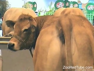 Amazing footage showing a cow's cute little pussy