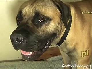 Fat zoophile dude cannot stop jerking his dog's dick
