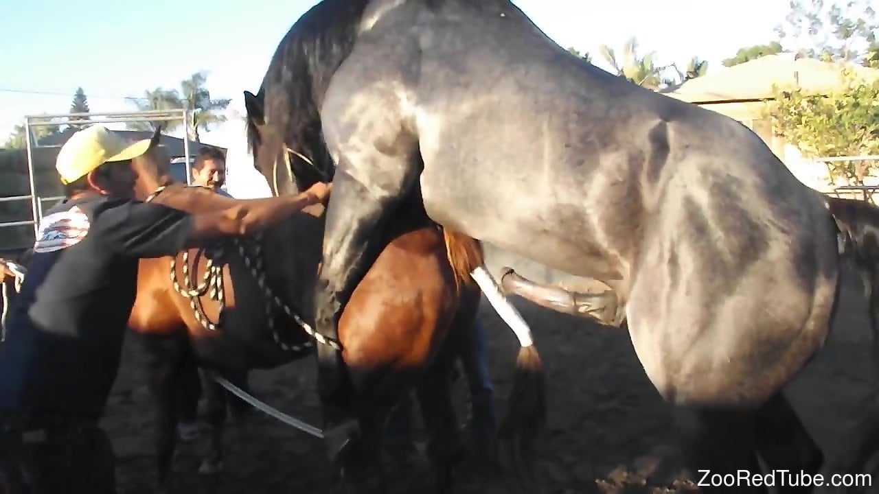Black Mare Fuck - Brown mare getting power-fucked by a black stallion