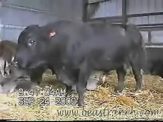 Horny bull flaunting its hard cock for the camera