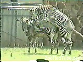 Sexy Video Hot Hot Zebra - Sexy zebras featured in a hardcore zoo fuck video
