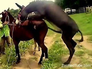 Man loves watching horses fuck and that's making him very horny