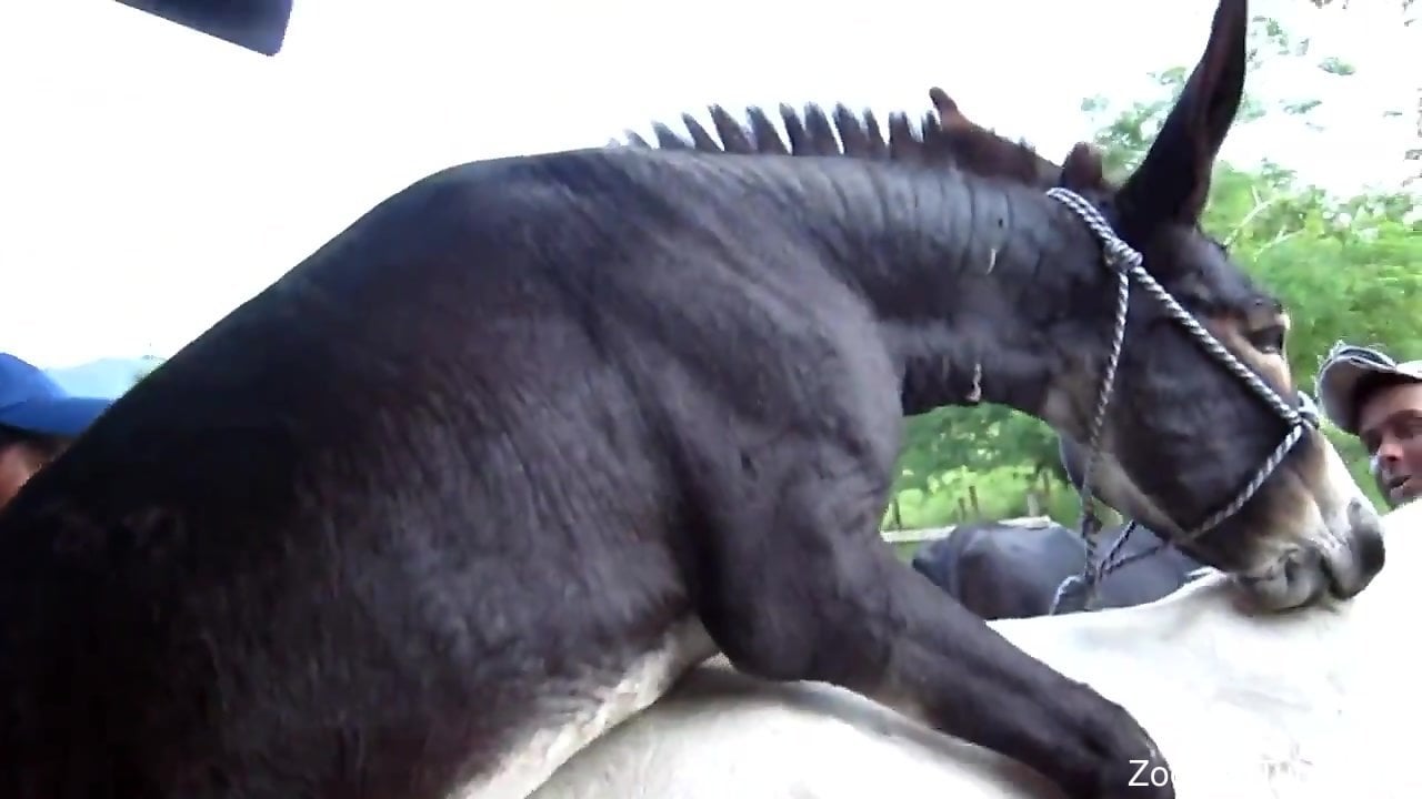 Xxxvidio Animal - Horse fucks his female and horny zoo lover films it all