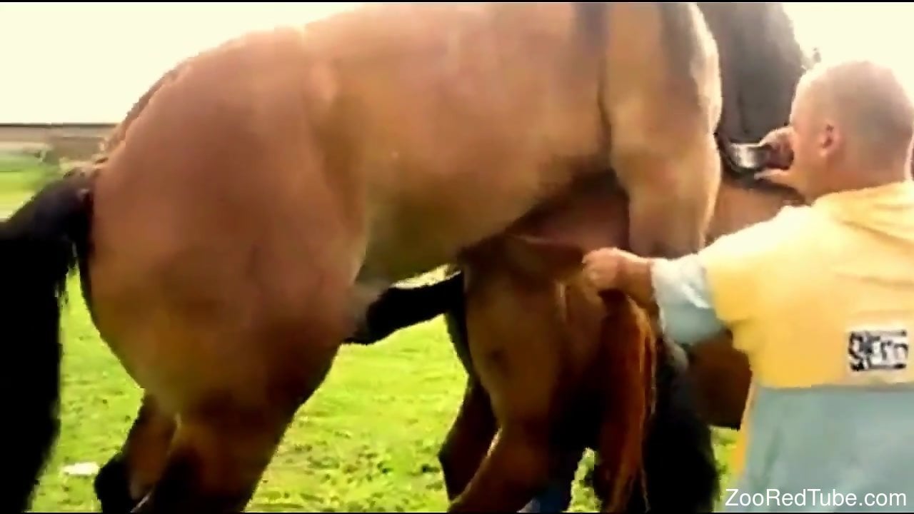 Animal Breeding Porn - Stallions mating are the best thing for today
