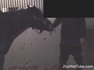 Real horse porn in exceptional scenes for the man