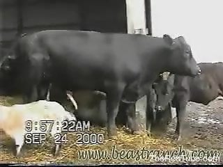 Man gets horny as fuck by the sight of the bull's cock