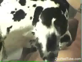 Sexy blonde roughly fucked by the Great Dane
