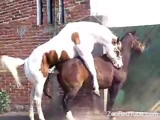 Two horses fucking in front of an adoring crowd