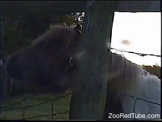 Horse makes zoophilia porn lover feel aroused and needy