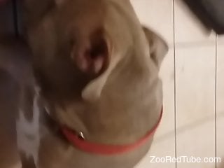 Impressive XXX video focusing on a dog's red cock