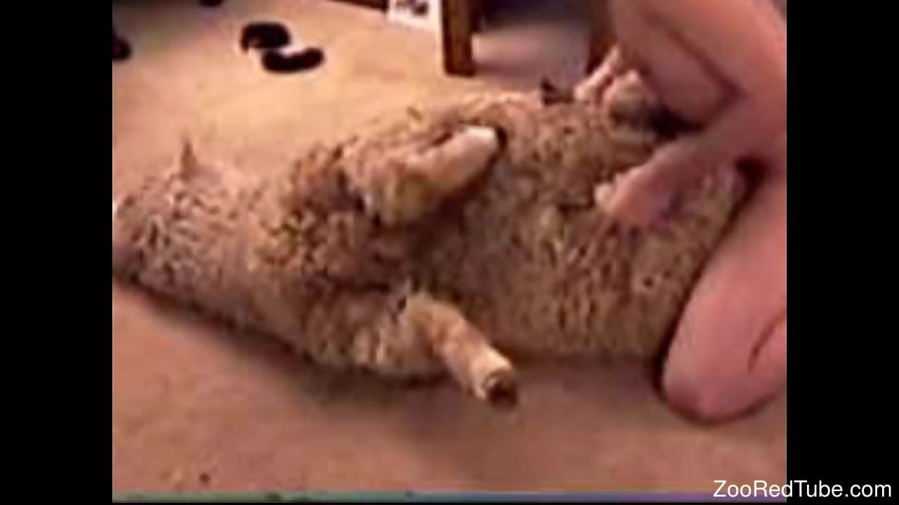 Sexy sheep getting drilled deep on the floor