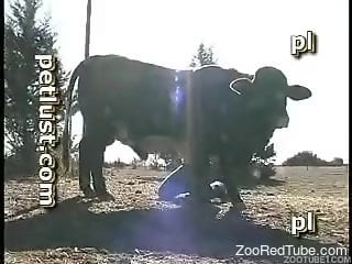 Dude fooling around with a sexy cow on camera
