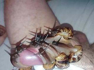 Dude's cock is wrapped in snails and it's awesome