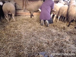 Horny dude would love to ass fuck few of his sheep