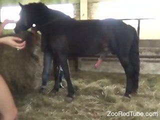Slim woman enjoys a real horse penis for her sexual fantasies