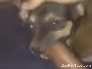Energized man sticks his whole penis into the dog's mouth