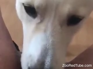 Dog licks woman's wet pussy and ass in crazy modes