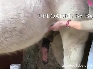Huge horse cock getting pleasured for the camera
