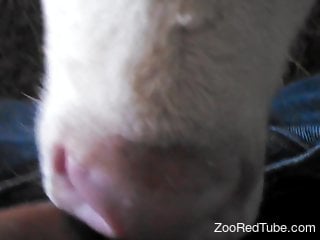Dude feeding his delicious dick to a cow in POV