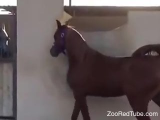 Sexy mare in heat cannot stop teasing the camera