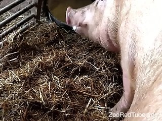 Aroused man wants to fuck his animal and come inside it
