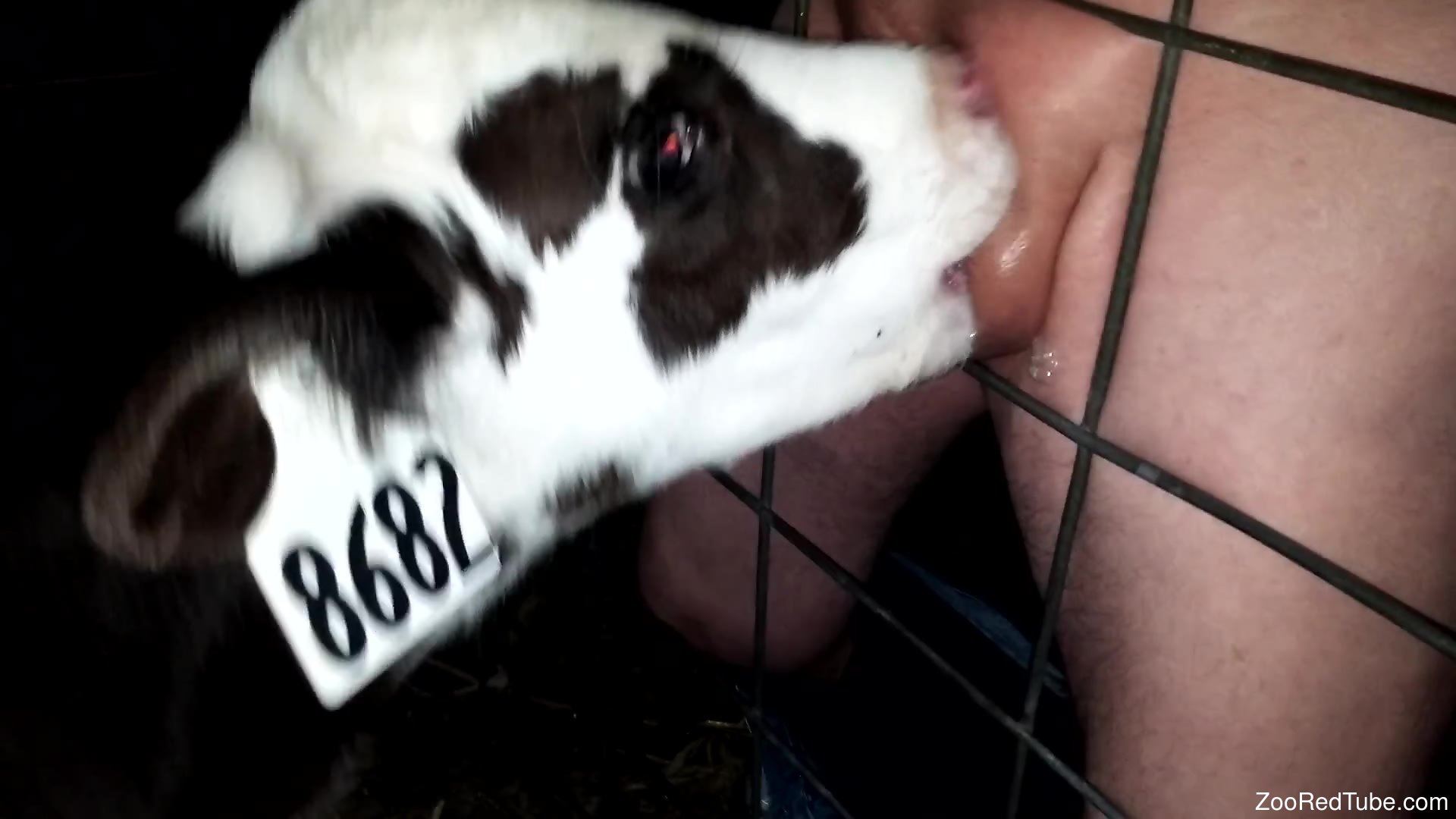 Cowandmanxxx - Man sticks his dick through the fence for this baby cow