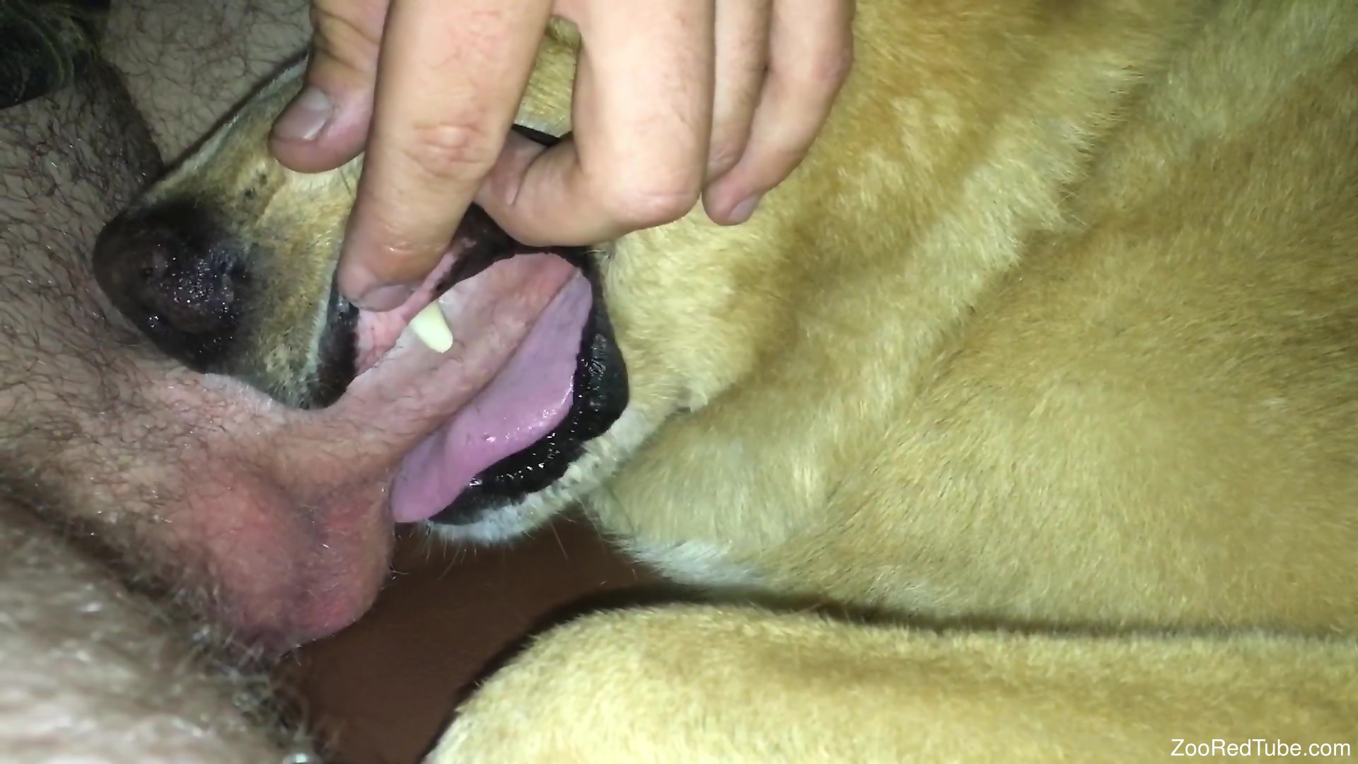 Dog Beeg Hd - Dude punishing a dog's throat with his hard cock